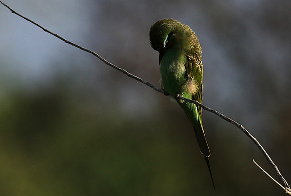 Blue-cheeked bee-eater - Chem Chem