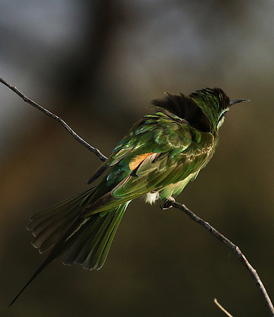 Blue-cheeked bee-eater - Chem Chem