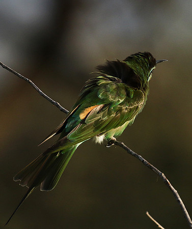 Blue-cheeked bee-eater - Chem Chem