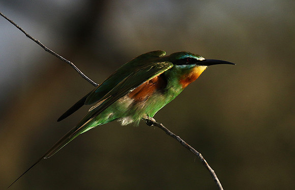 Blue-cheeked bee-eater - Chem Chem