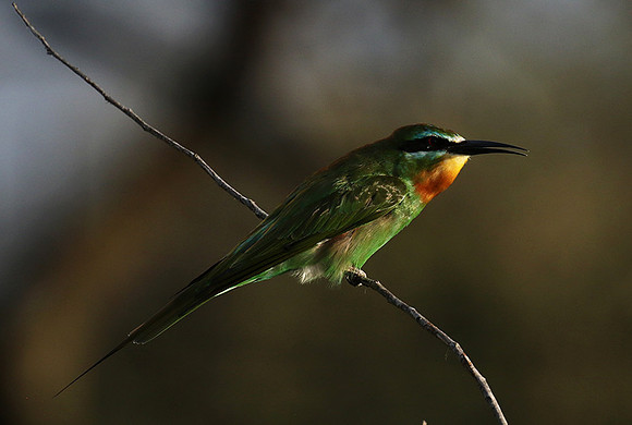 Blue-cheeked bee-eater - Chem Chem