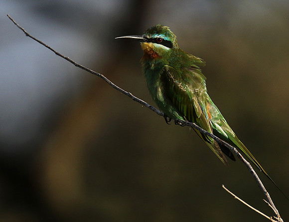 Blue-cheeked bee-eater - Chem Chem