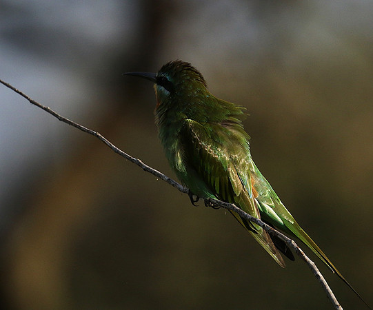 Blue-cheeked bee-eater - Chem Chem