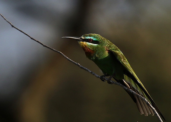 Blue-cheeked bee-eater - Chem Chem