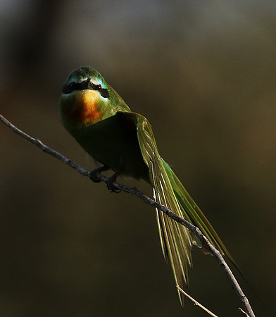 Blue-cheeked bee-eater - Chem Chem