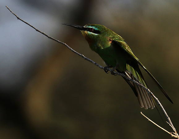 Blue-cheeked bee-eater - Chem Chem