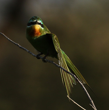 Blue-cheeked bee-eater - Chem Chem