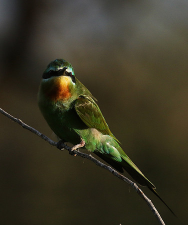 Blue-cheeked bee-eater - Chem Chem