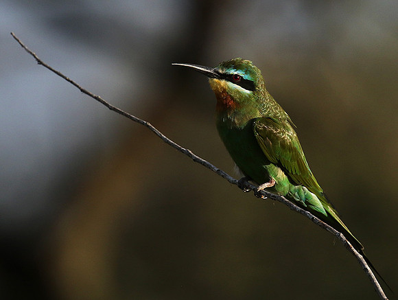 Blue-cheeked bee-eater - Chem Chem