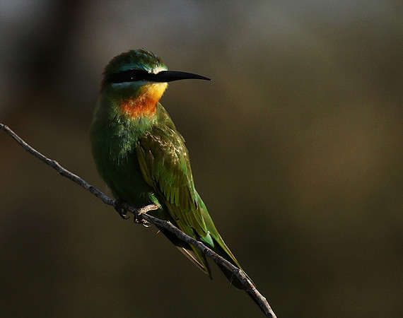 Blue-cheeked bee-eater - Chem Chem