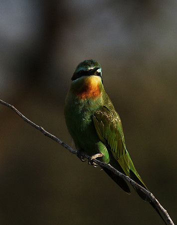 Blue-cheeked bee-eater - Chem Chem