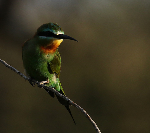 Blue-cheeked bee-eater - Chem Chem