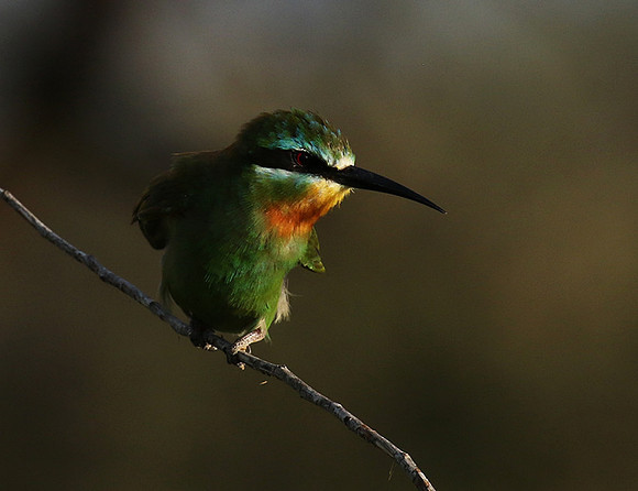 Blue-cheeked bee-eater - Chem Chem