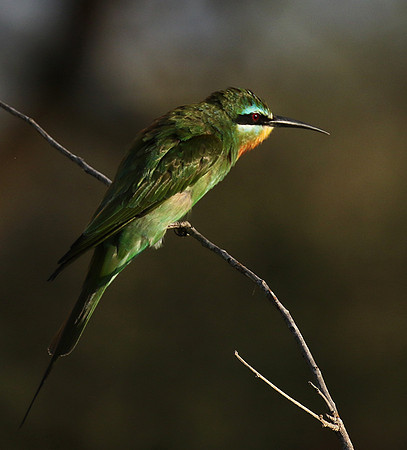Blue-cheeked bee-eater - Chem Chem