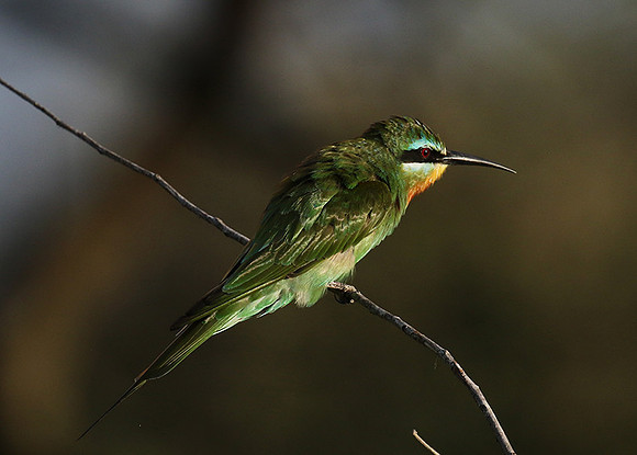 Blue-cheeked bee-eater - Chem Chem