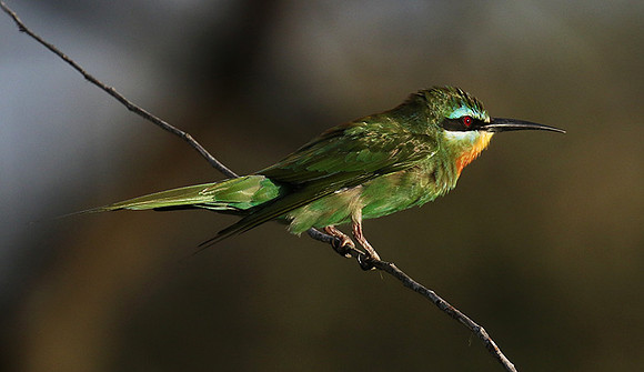 Blue-cheeked bee-eater - Chem Chem