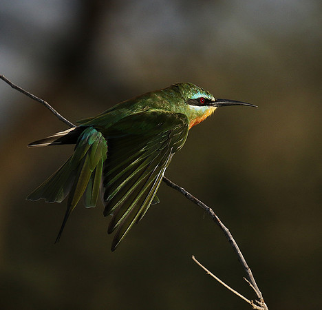 Blue-cheeked bee-eater - Chem Chem