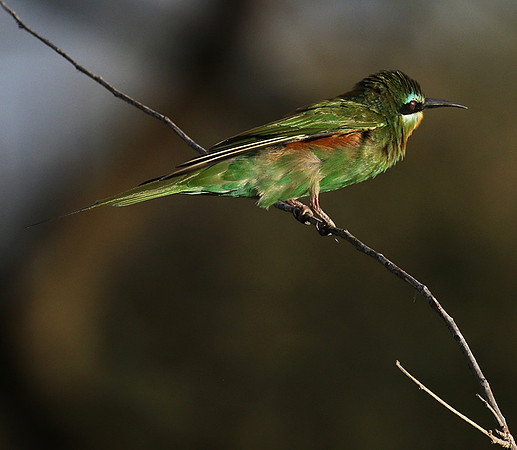 Blue-cheeked bee-eater - Chem Chem