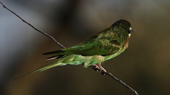 Blue-cheeked bee-eater - Chem Chem