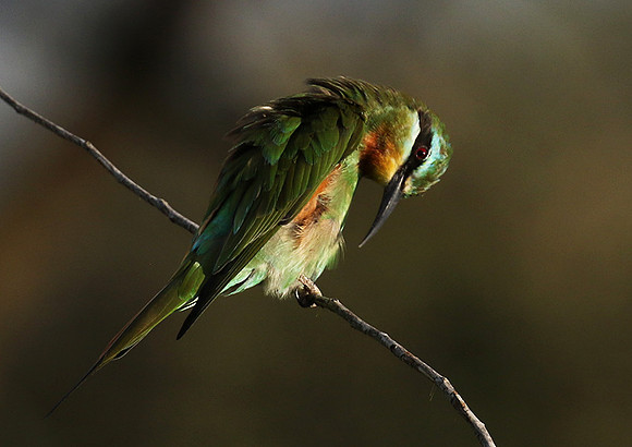 Blue-cheeked bee-eater - Chem Chem