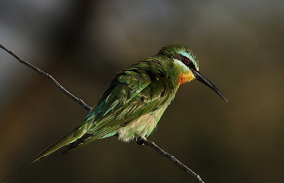 Blue-cheeked bee-eater - Chem Chem