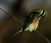 Bee-eaters