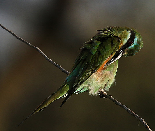 Blue-cheeked bee-eater - Chem Chem