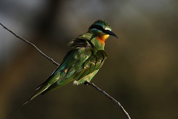 Blue-cheeked bee-eater - Chem Chem