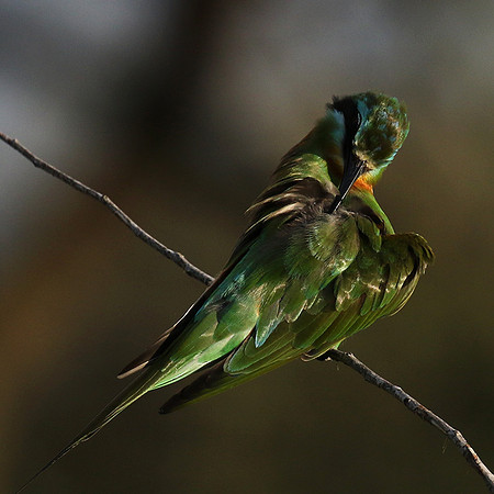 Blue-cheeked bee-eater - Chem Chem