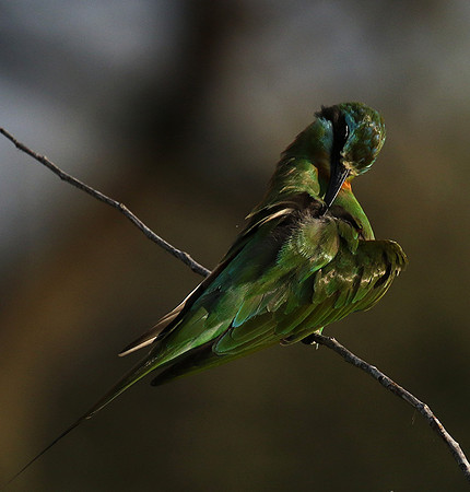 Blue-cheeked bee-eater - Chem Chem