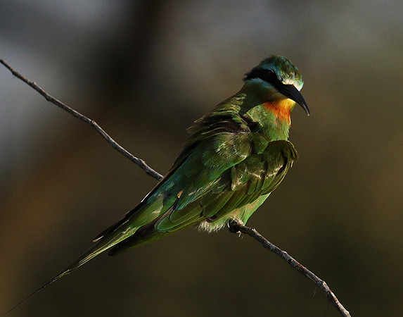 Blue-cheeked bee-eater - Chem Chem