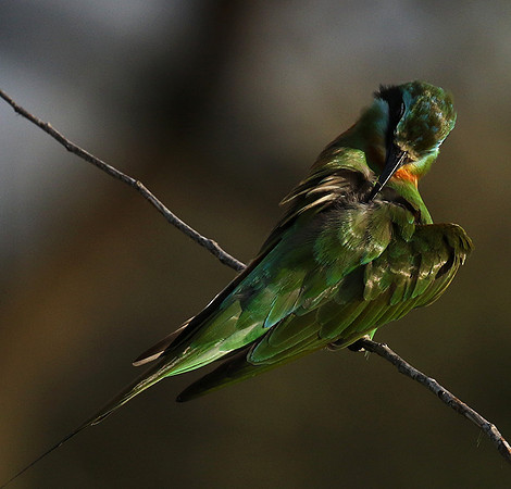 Blue-cheeked bee-eater - Chem Chem