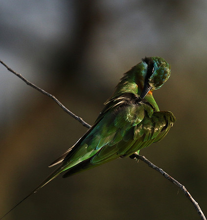 Blue-cheeked bee-eater - Chem Chem