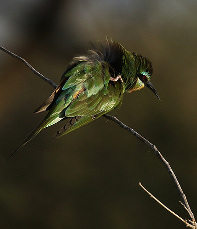 Blue-cheeked bee-eater - Chem Chem