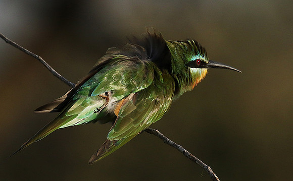 Blue-cheeked bee-eater - Chem Chem