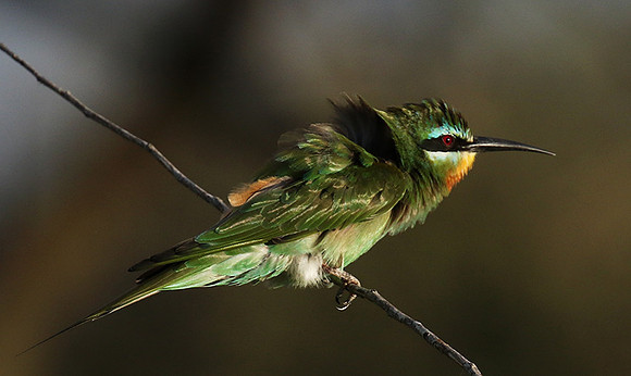 Blue-cheeked bee-eater - Chem Chem