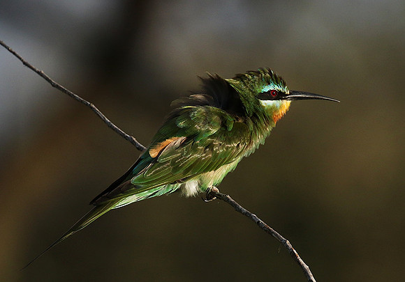 Blue-cheeked bee-eater - Chem Chem