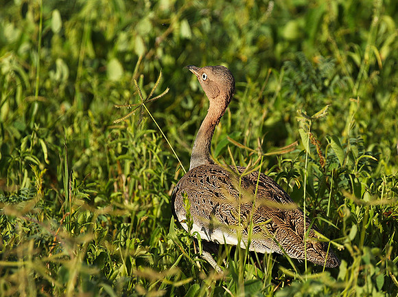 Buff-crested bustard - Chem Chem