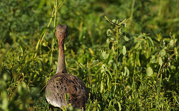 Buff-crested bustard - Chem Chem