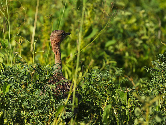 Buff-crested bustard - Chem Chem