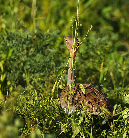 Buff-crested bustard - Chem Chem