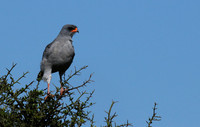 Dark chanting goshawk - Mwiba