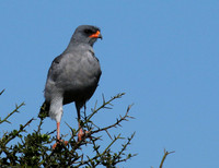 Dark chanting goshawk - Mwiba