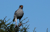 Dark chanting goshawk - Mwiba