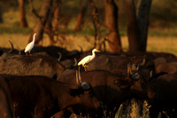 Cattle egret - tarangire -