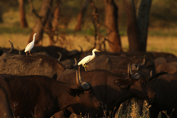 Cattle egret - tarangire -