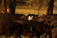 Cattle egret - tarangire -