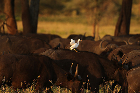 Cattle egret - tarangire -