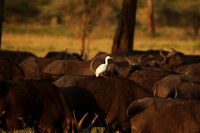 Cattle egret - tarangire -