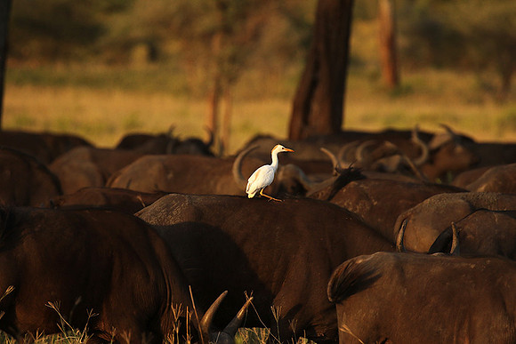 Cattle egret - tarangire -